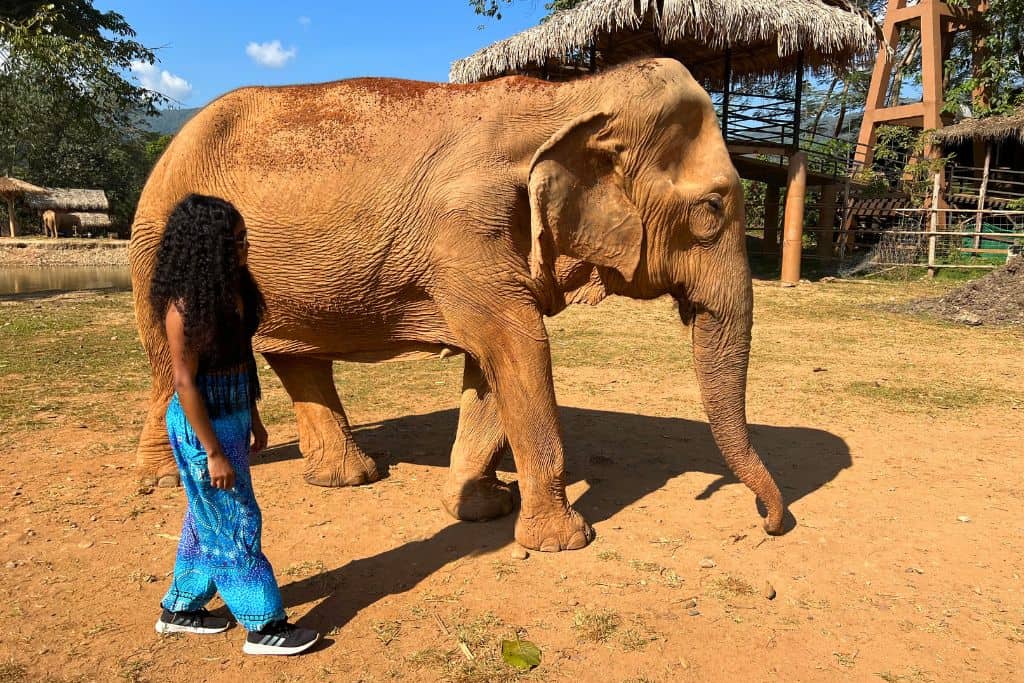 Elephant Nature Park is a great day trip in Chiang Mai in December.