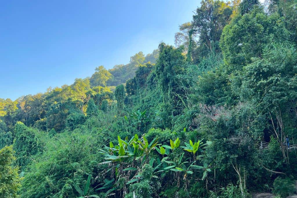 Chiang Mai is full of green, lush nature.