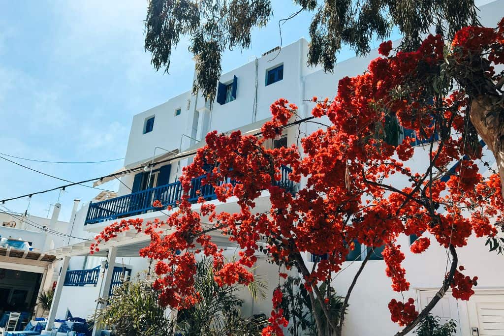 Chora is home to beautiful white houses surrounded by bright flowers.