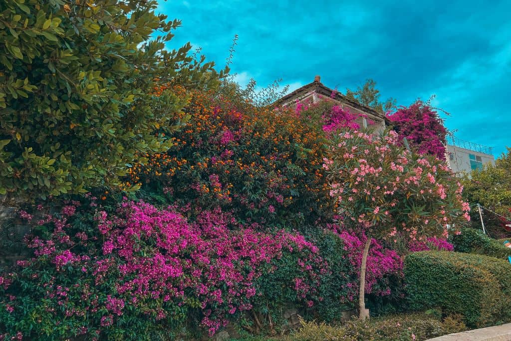 Saranda is a beautiful city. You can find vibrant flowers everywhere during your trip to Albania.